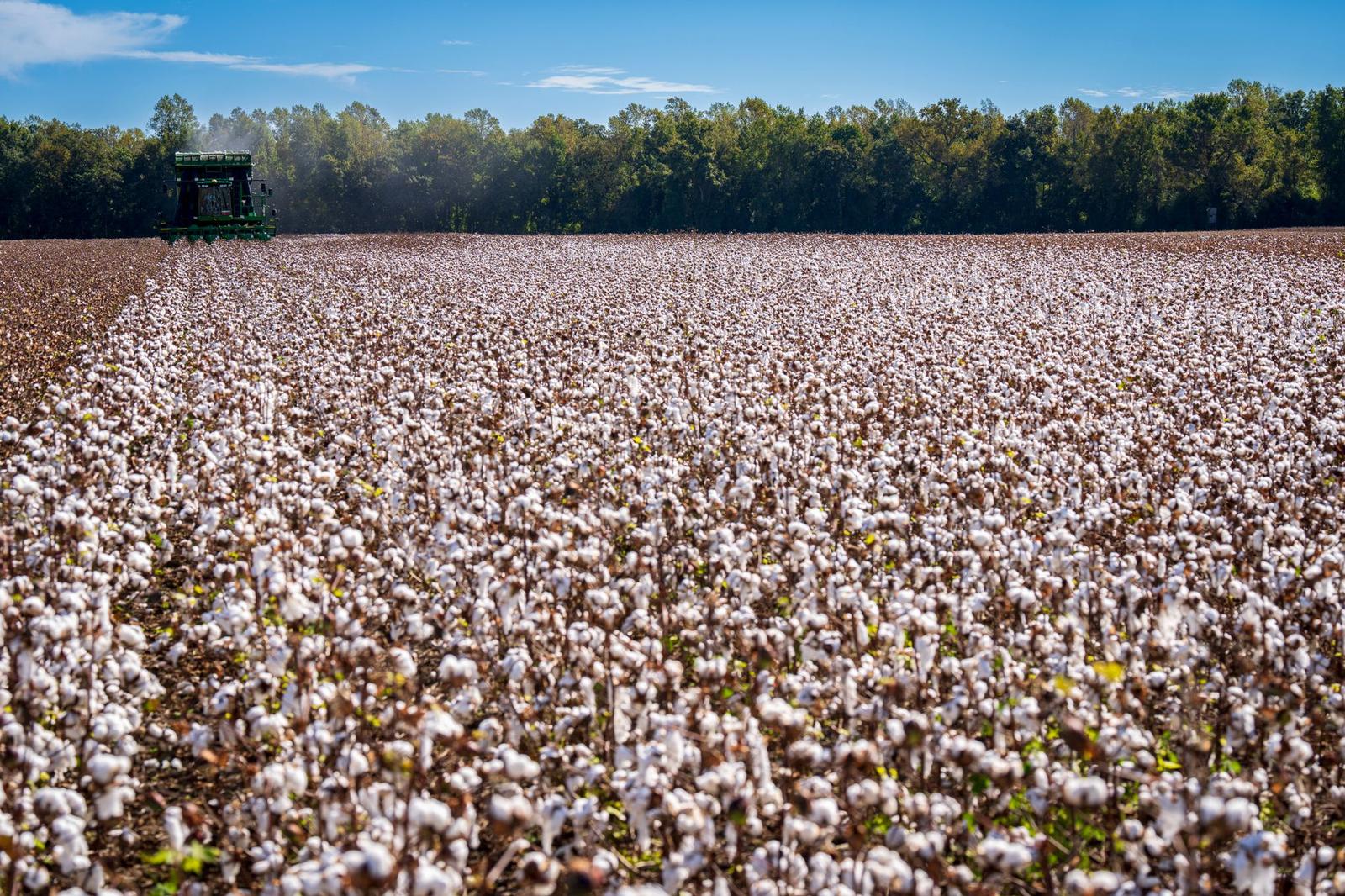 USDA Restores Crop Insurance Option, Easing Pressure on Arkansas Farmers